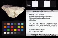 Foto (Objket + Etiketten) von Goniodromites sp. 